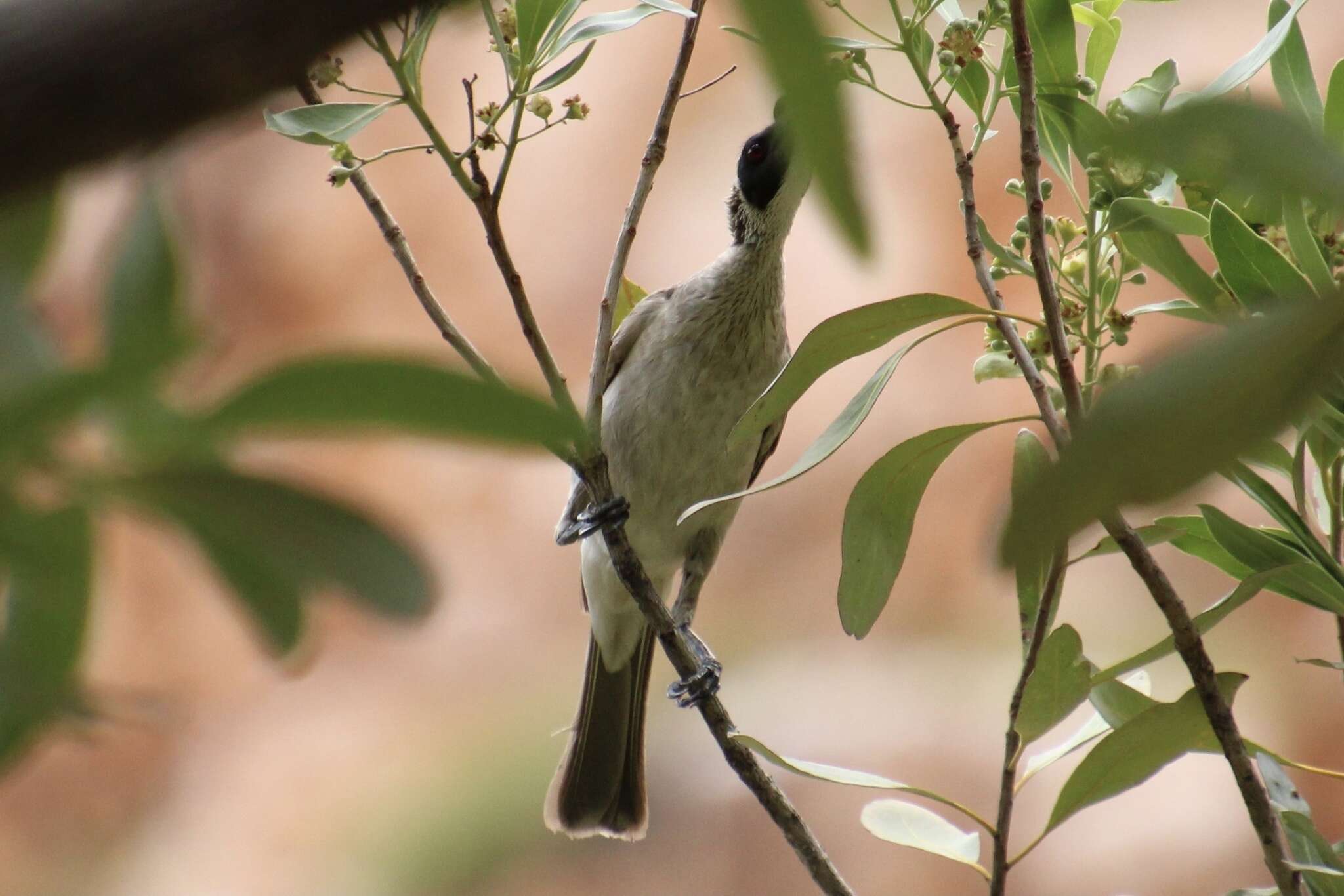 Image of Silver-crowned Friarbird