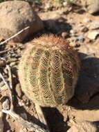 Image of Echinocereus reichenbachii var. reichenbachii