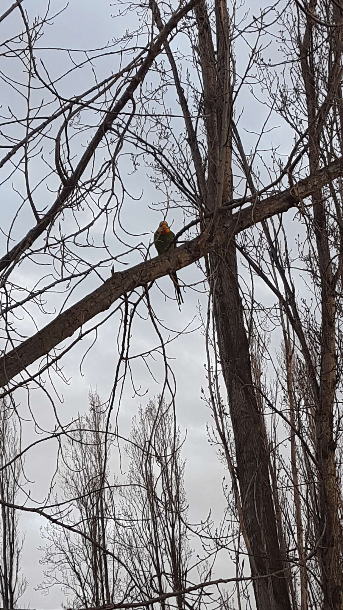 Image of Barraband Parakeet