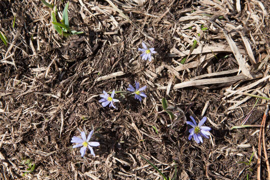 Image of Anemone caucasica Willd. ex Rupr.