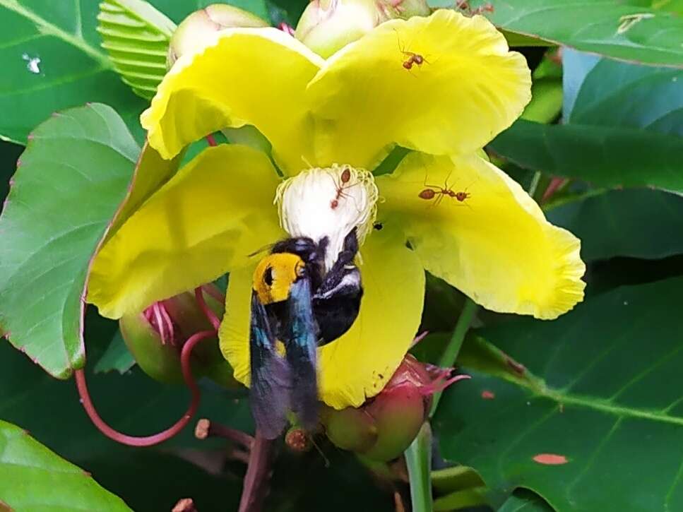 Image of Xylocopa aestuans (Linnaeus 1758)