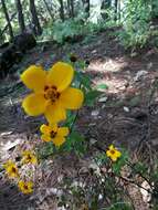 Image of Bidens chiapensis T. S. Brandeg.