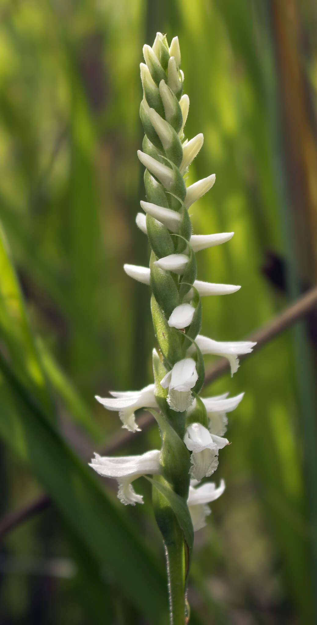 Spiranthes magnicamporum Sheviak的圖片