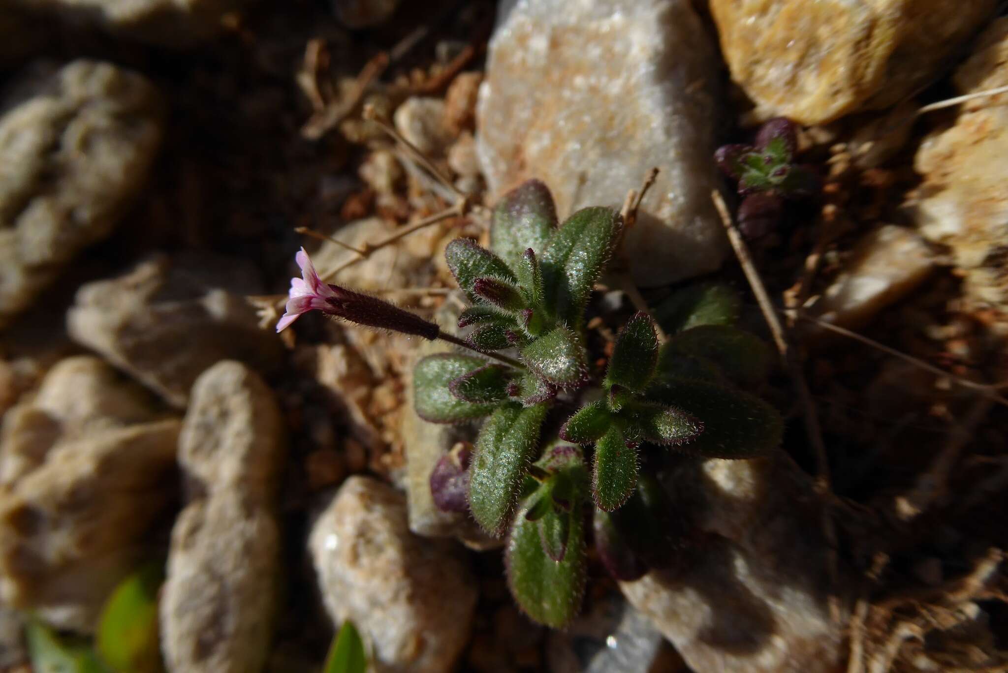 Image of Silene sedoides Poir.