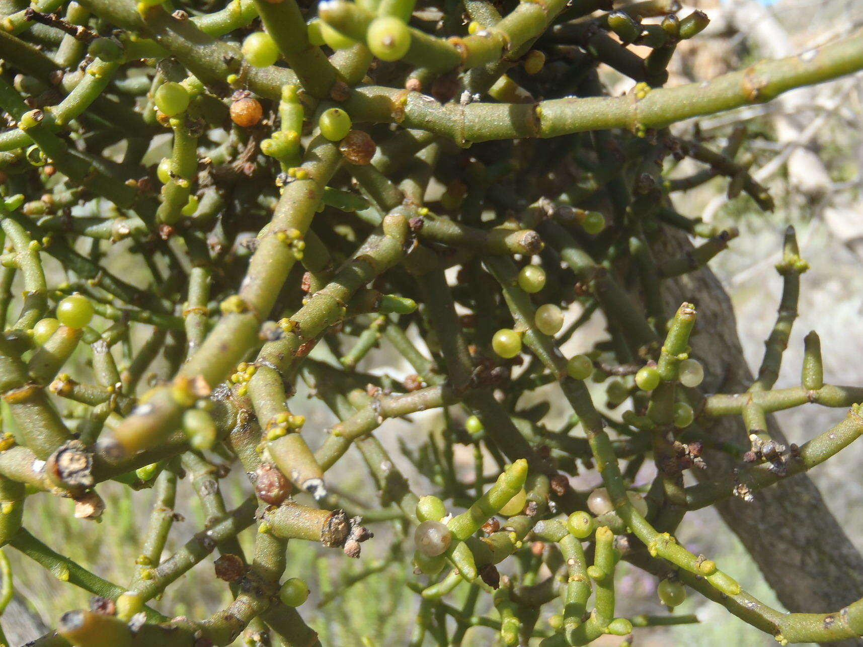 Image of Hooley Mistletoe