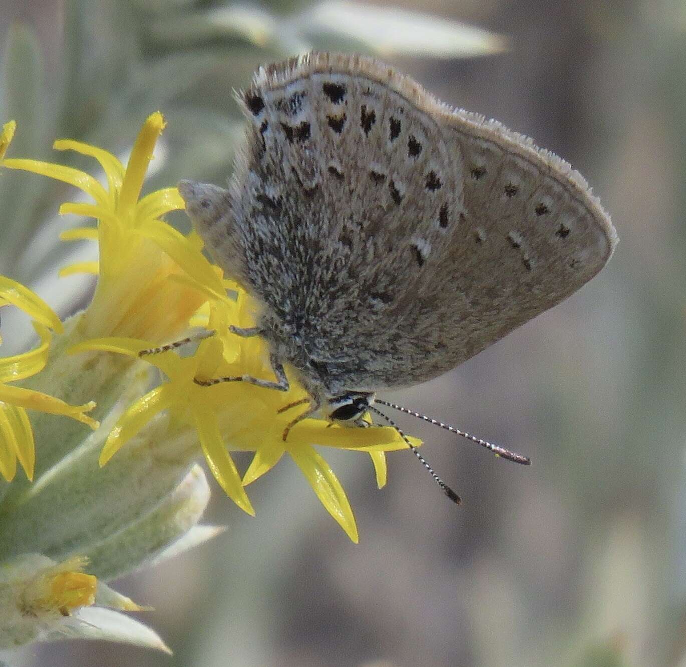 Image of Behrs Hairstreak