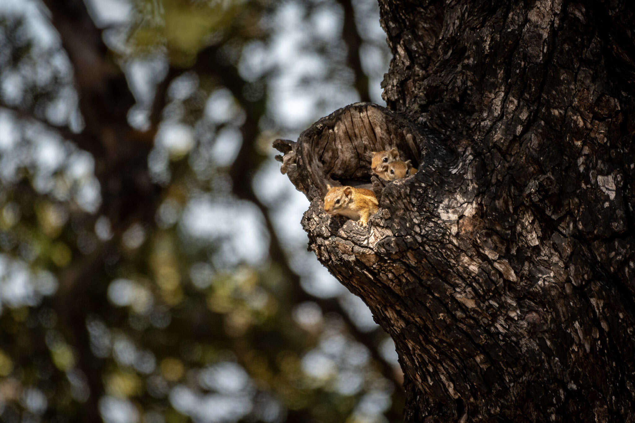 Image of Striped Bush Squirrel