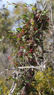 Слика од Marianthus erubescens Putterl.