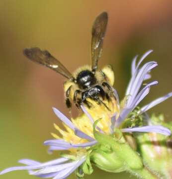 Image of Andrena robervalensis Mitchell 1960