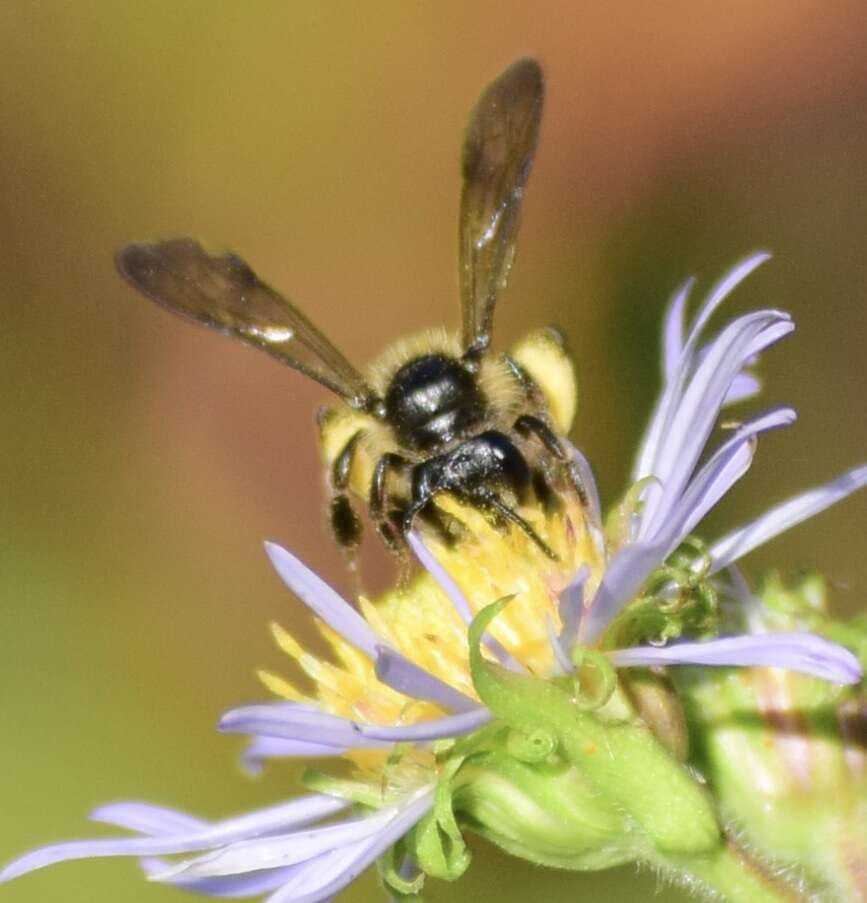 Image of Andrena robervalensis Mitchell 1960