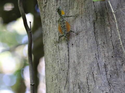 Image of Sulawesi Lined Gliding Lizard