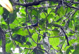 Image of Yellow-rumped Flowerpecker
