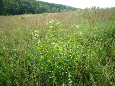 Image of white swallow-wort