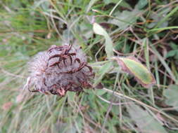 Слика од Trifolium canescens Willd.