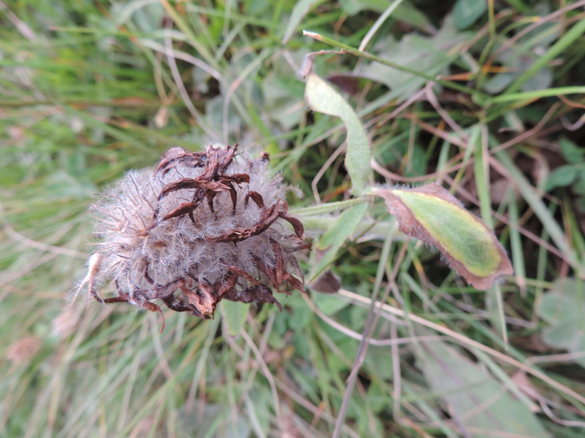 Image de Trifolium canescens Willd.