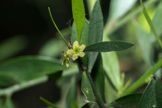 Image of Monteverdia spinosa (Griseb.) Biral