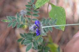 Image of Dalea tomentosa (Cav.) Willd.