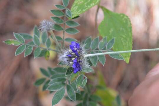 Слика од Dalea tomentosa (Cav.) Willd.