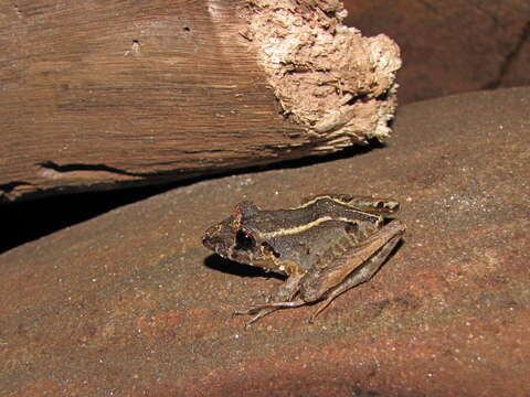 Image of Ischnocnema izecksohni (Caramaschi & Kisteumacher 1989)