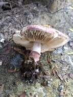 Image of Lepiota decorata Zeller 1929