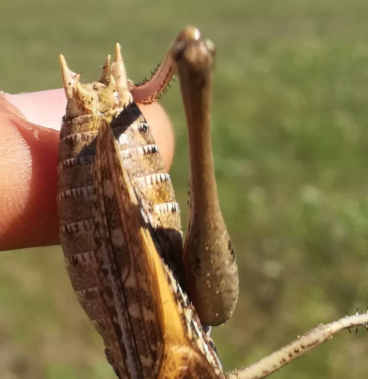 Image de Decticus verrucivorus monspeliensis Rambur 1838