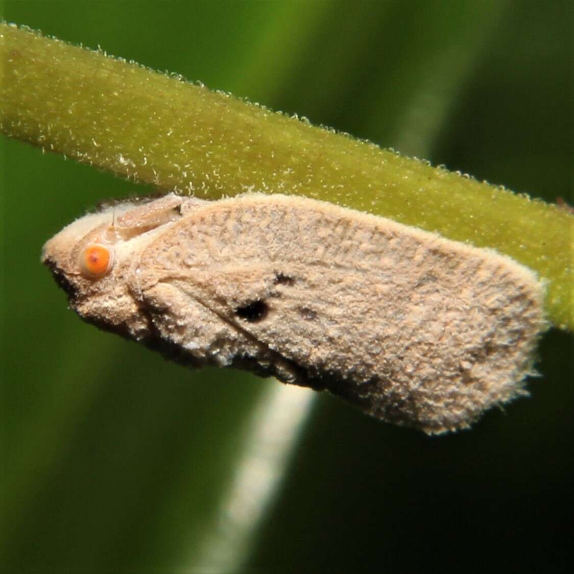 Image of Puerto rican planthopper