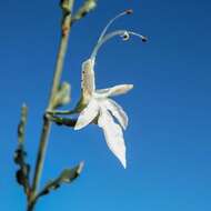 Image of Teucrium racemosum R. Br.