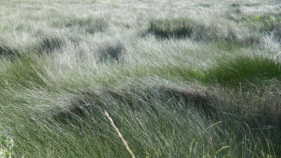 Imagem de Elymus stipifolius (Trautv.) Melderis