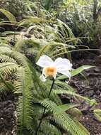 Image of Sobralia chrysostoma Dressler