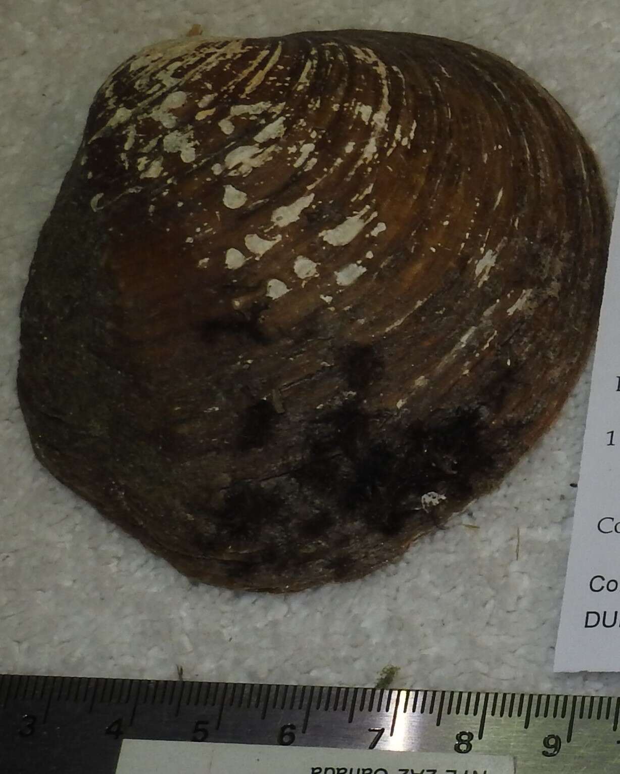 Image of Purple wartyback mussel
