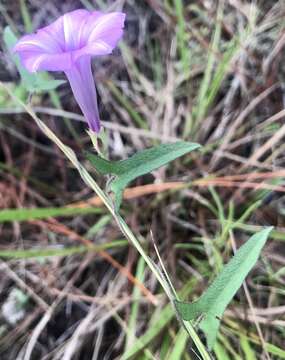 Image of rockland morning-glory