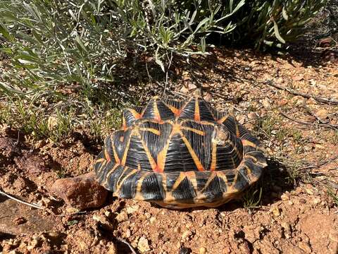 Image of Western Tent Tortoise