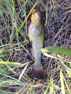 Image of Black Bullhead