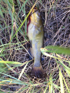 Image of Black Bullhead