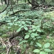 Image of hoary skullcap