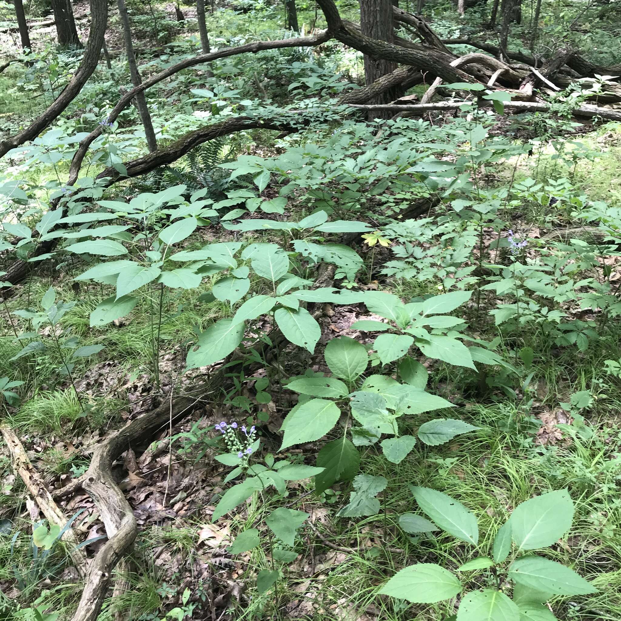 Image of hoary skullcap