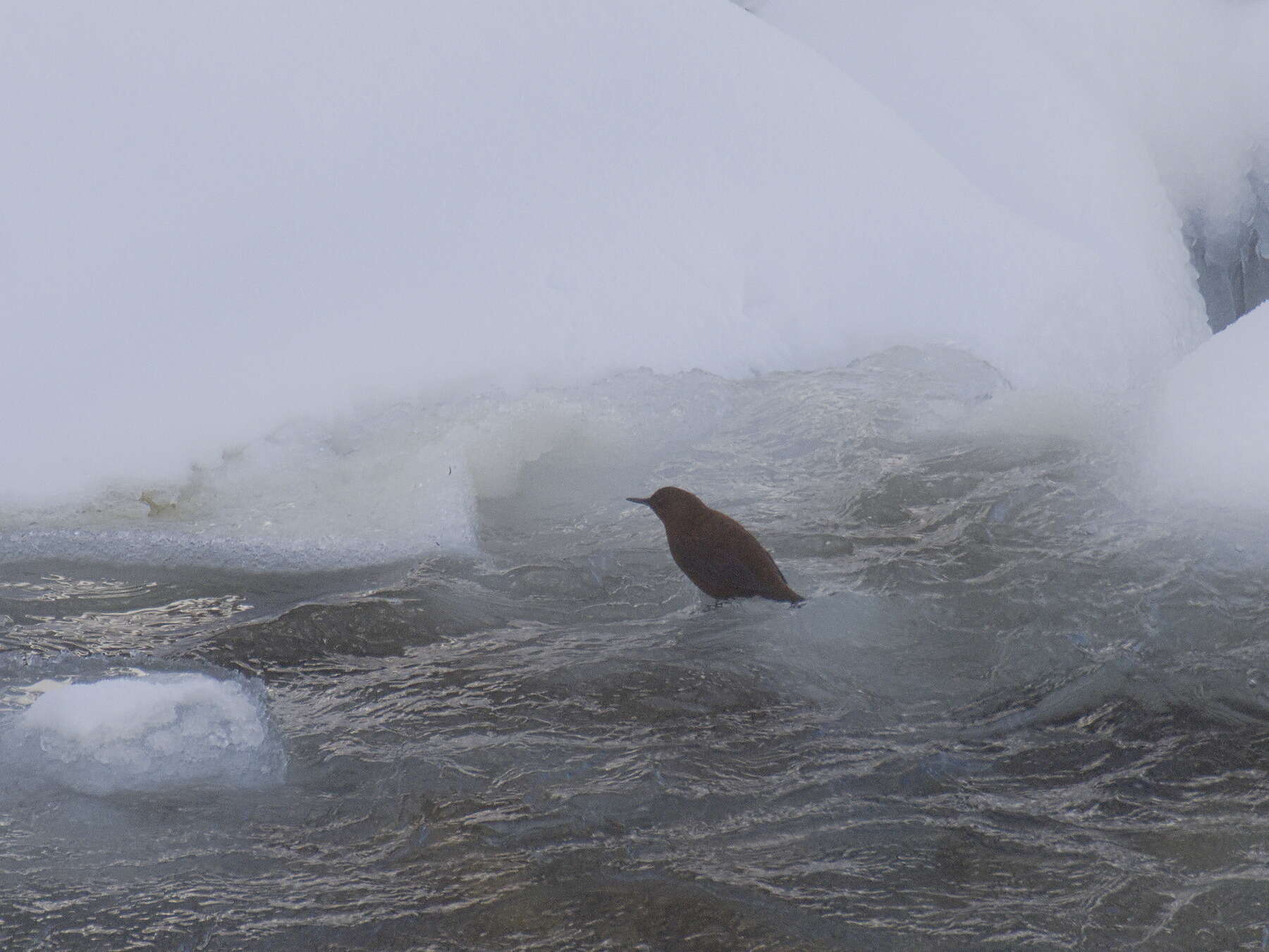 Image of Brown Dipper