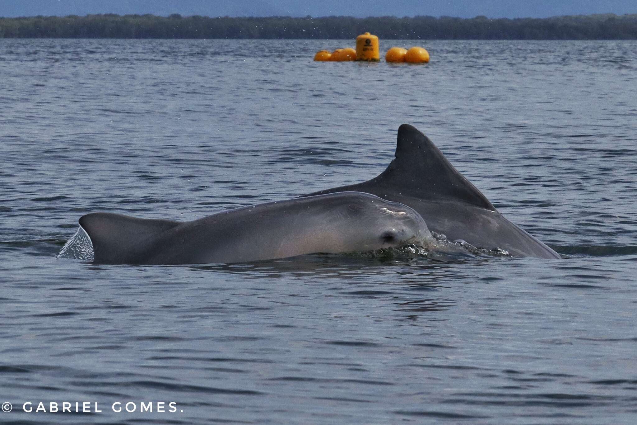 Image de Dauphin de Guyane