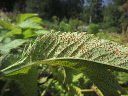 Plancia ëd Puccinia angelicae (Schumach.) Fuckel 1870