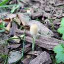 Image of Coprinellus velatopruinatus (Bender) Redhead, Vilgalys & Moncalvo 2001