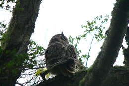 Image of <i>Bubo virginianus magellanicus</i>