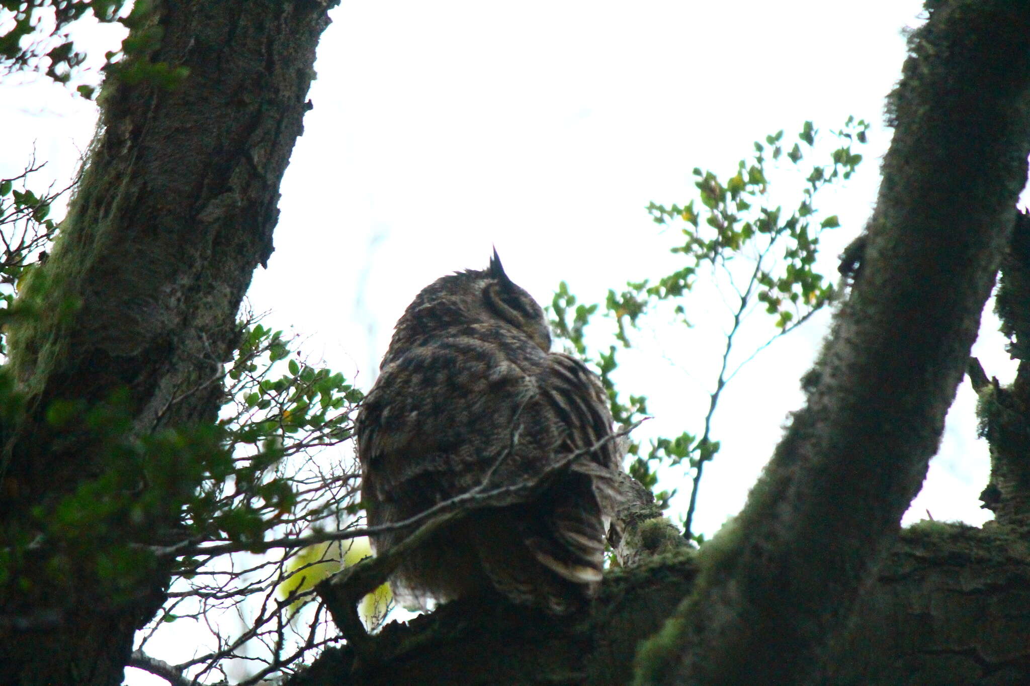 Image of <i>Bubo virginianus magellanicus</i>