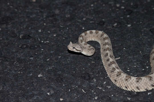 Image of Crotalus cerastes cerastes Hallowell 1854