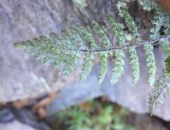 Image of Coville's lipfern