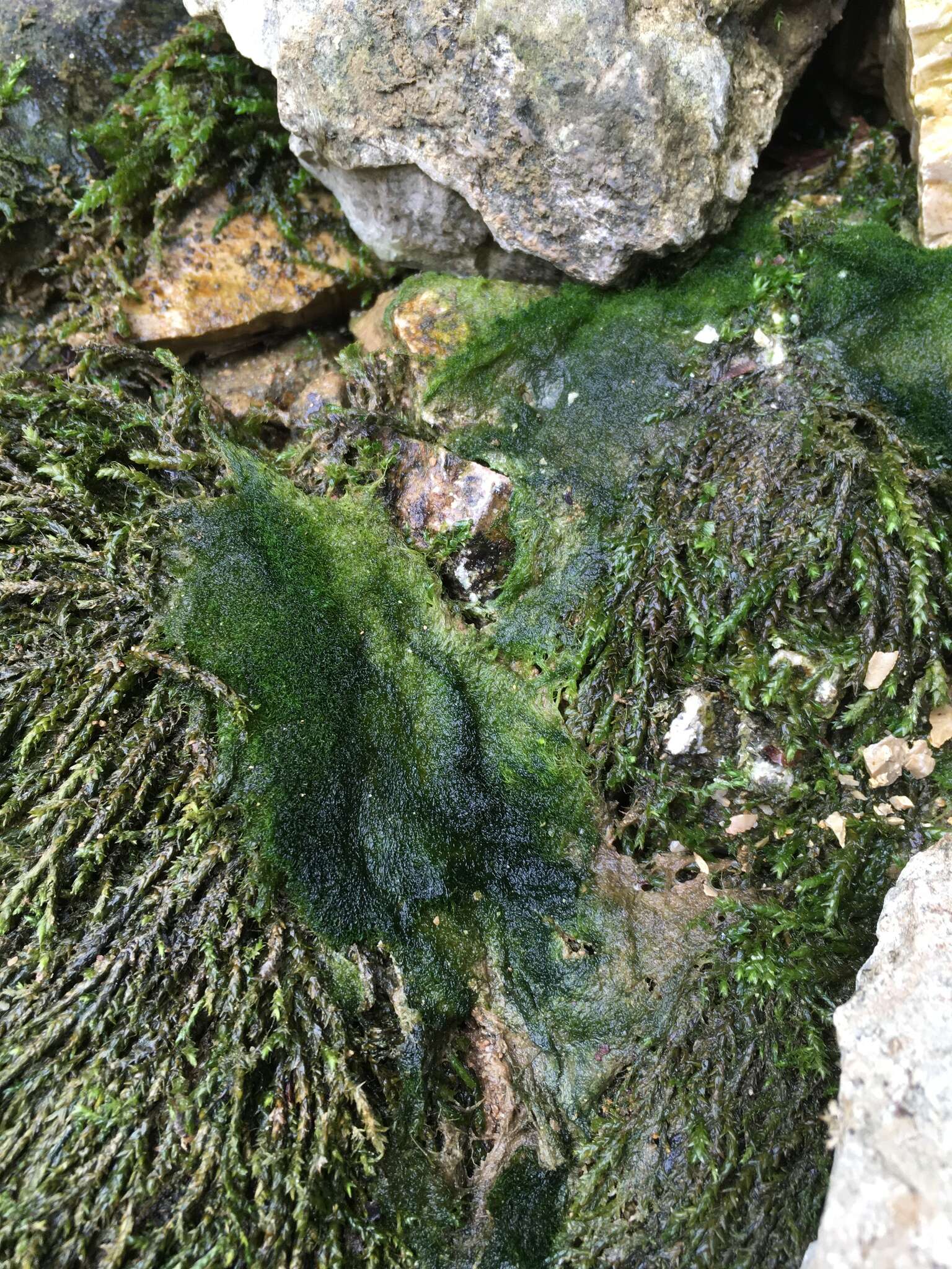 Image of Vaucheria canalicularis