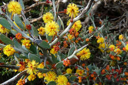 Acacia erinacea Benth.的圖片