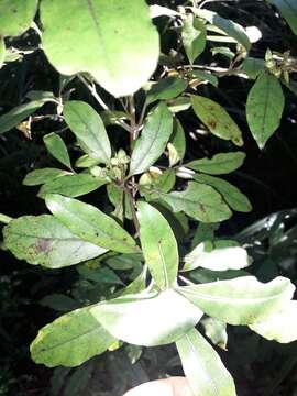 Imagem de Coprosma dodonaeifolia W. R. B. Oliv.