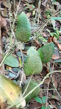 Image of Hoya latifolia G. Don