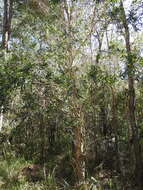 Plancia ëd Callistemon salignus (Sm.) Colv. ex Sweet