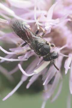 صورة Lasioglossum interruptum (Panzer 1798)